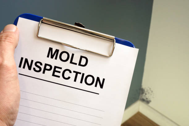 Best Biohazard Mold Removal  in Ofallon, IL